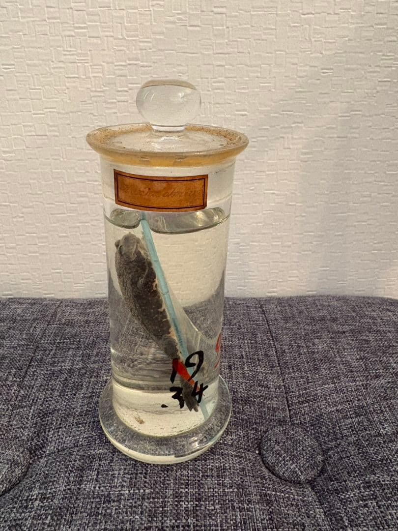 カエル　ホルマリン漬け　液体標本