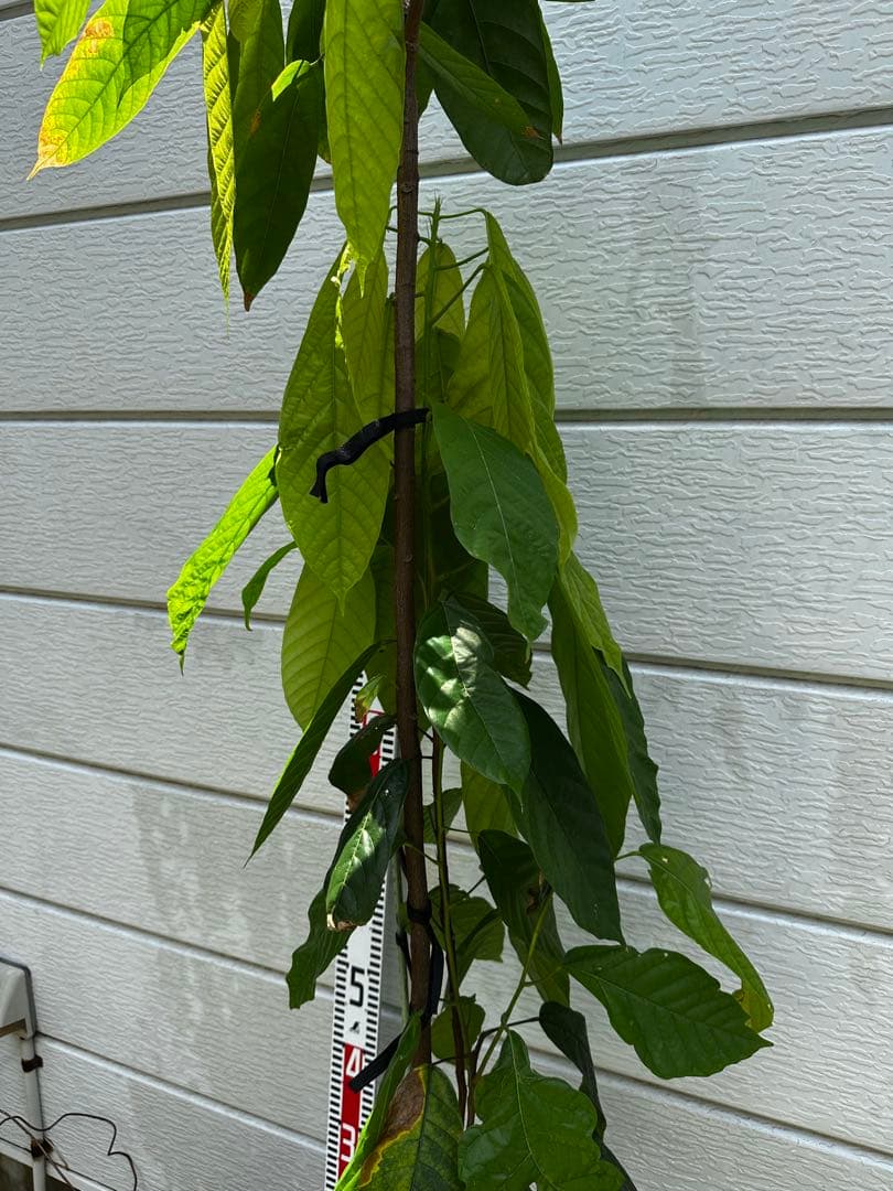 1.5mサイズ特大カカオの木 フォラステロ種