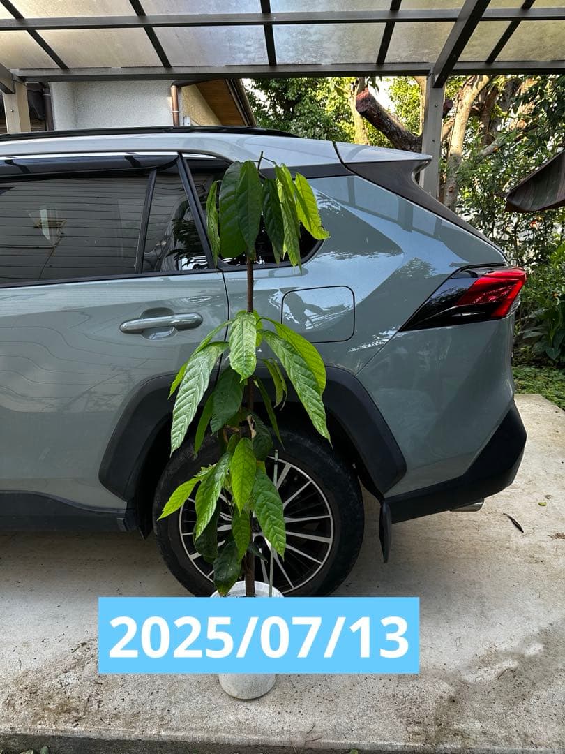 1.5mサイズ特大カカオの木 フォラステロ種