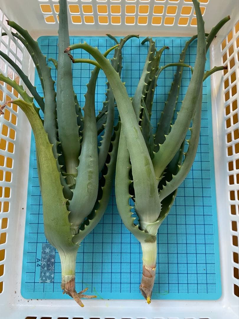 キダチアロエ 約30㎝ 2本 発根済みカット苗多肉植物