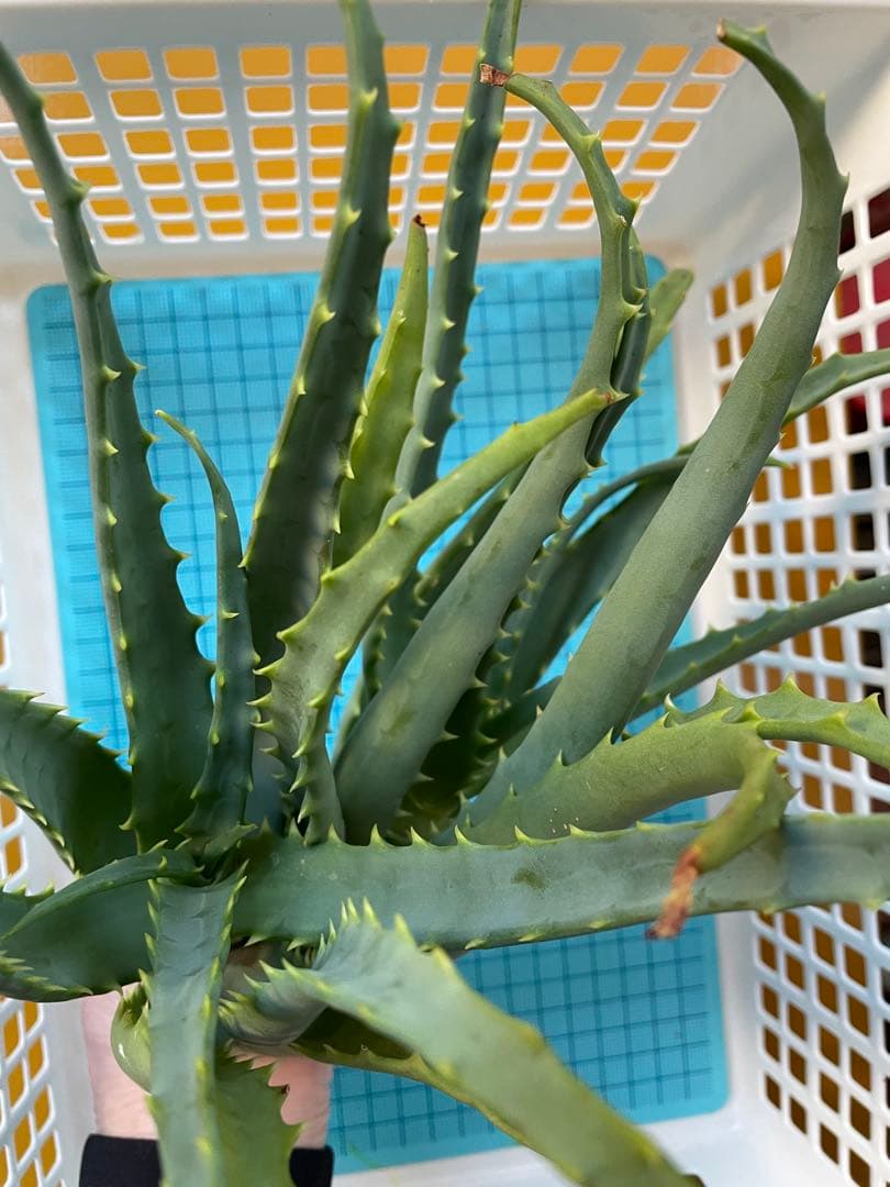 キダチアロエ 約30㎝ 2本 発根済みカット苗多肉植物