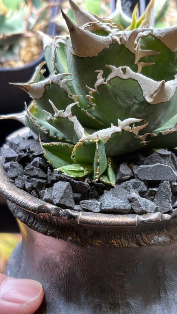 【発根済み】アガベ　CJ-Special 子株　検索)大白鯊、Ivory wa