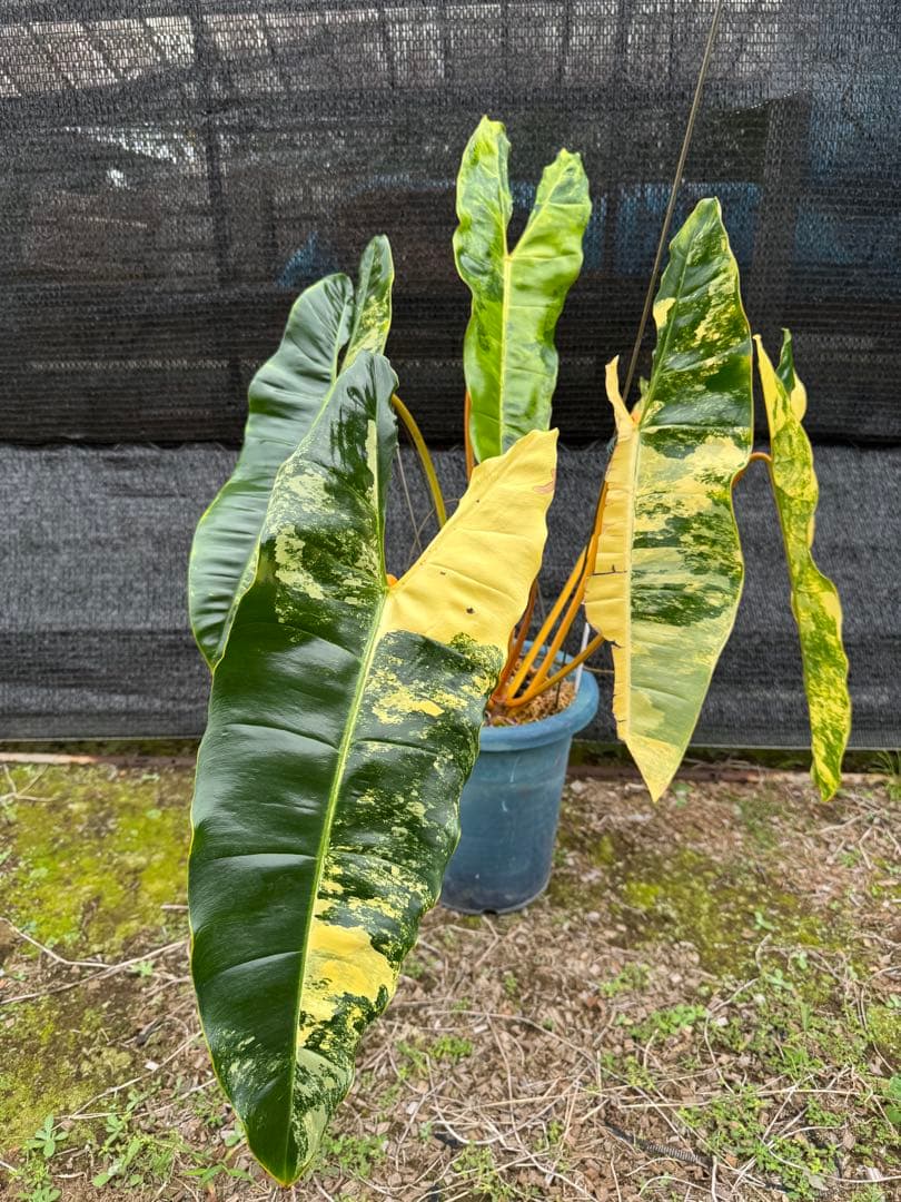 フィロデンドロン　ビレッティア　美斑入り　親株サイズ　送料込み