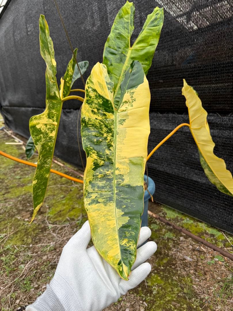 フィロデンドロン　ビレッティア　美斑入り　親株サイズ　送料込み