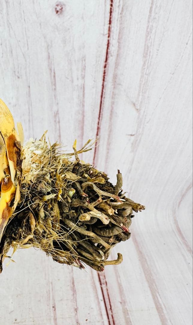 65 アガベ ユタエンシス エボリスピナ 丸型 陽炎 美株