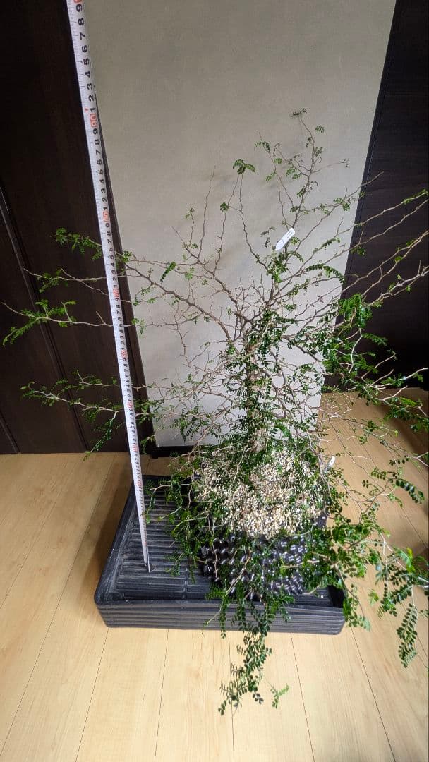 実生9年　鉢底から1m越　オペルクリカリア　パキプス　塊根　引取希望