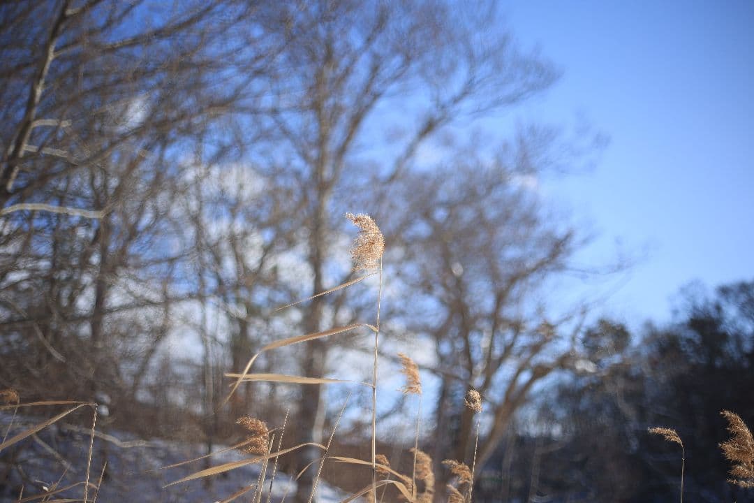 RICOH XR RIKENON 50mm F2 第一世代 【美品】