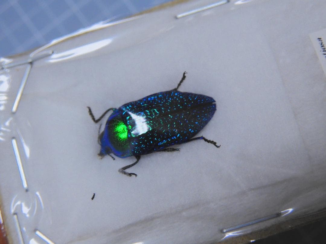 標本 Australia Stigmodera groriosa 18mm