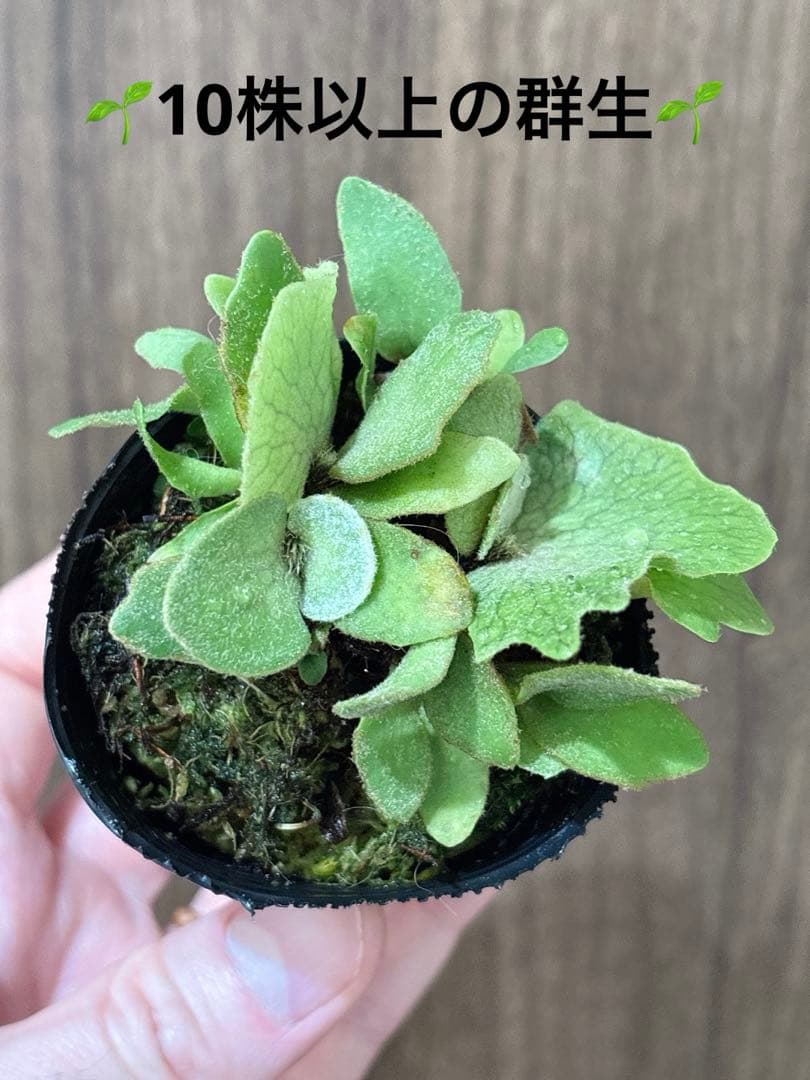 群生 willinckii OMG×Nano spore dwarf ビカクシダ