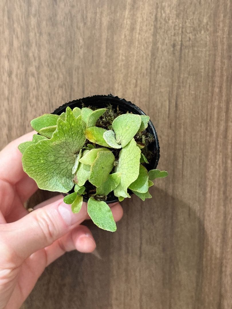 群生 willinckii OMG×Nano spore dwarf ビカクシダ