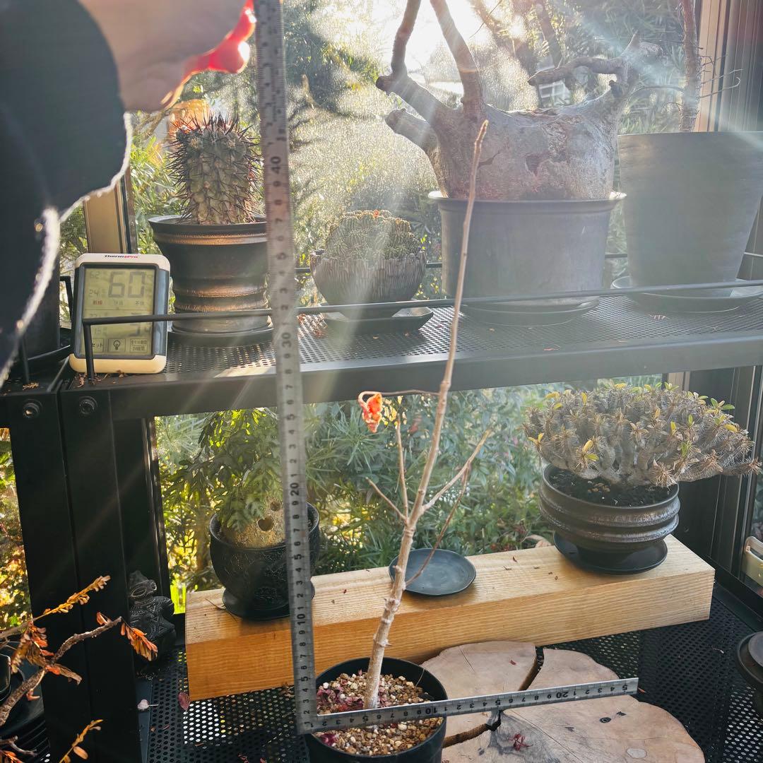 ayuma 実生 オペルクリカリア ムルチジュガ