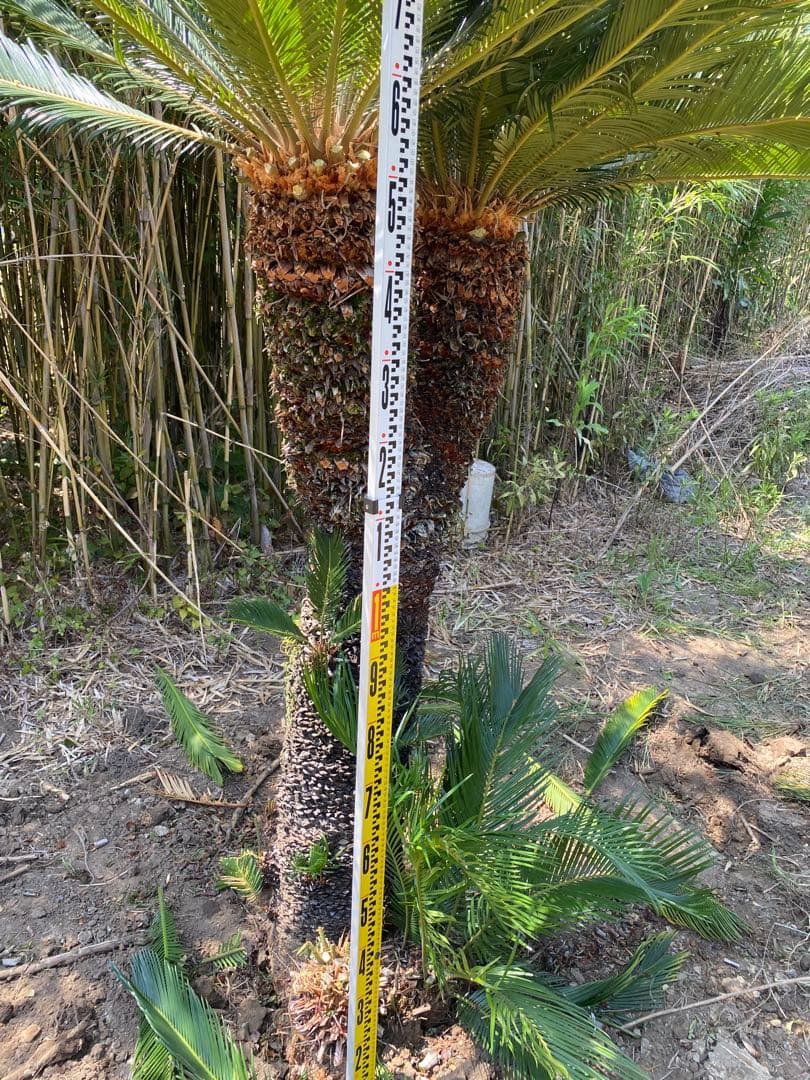 ロゼ。蘇轍ダブルヘッド　引き取り限定ソテツ