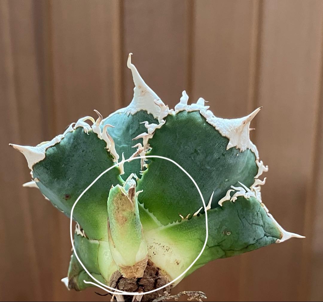 【初売り】76 超選抜　太棘　子株付　バンド幅大　アガベ　白豪刺TC ⑨【速達】