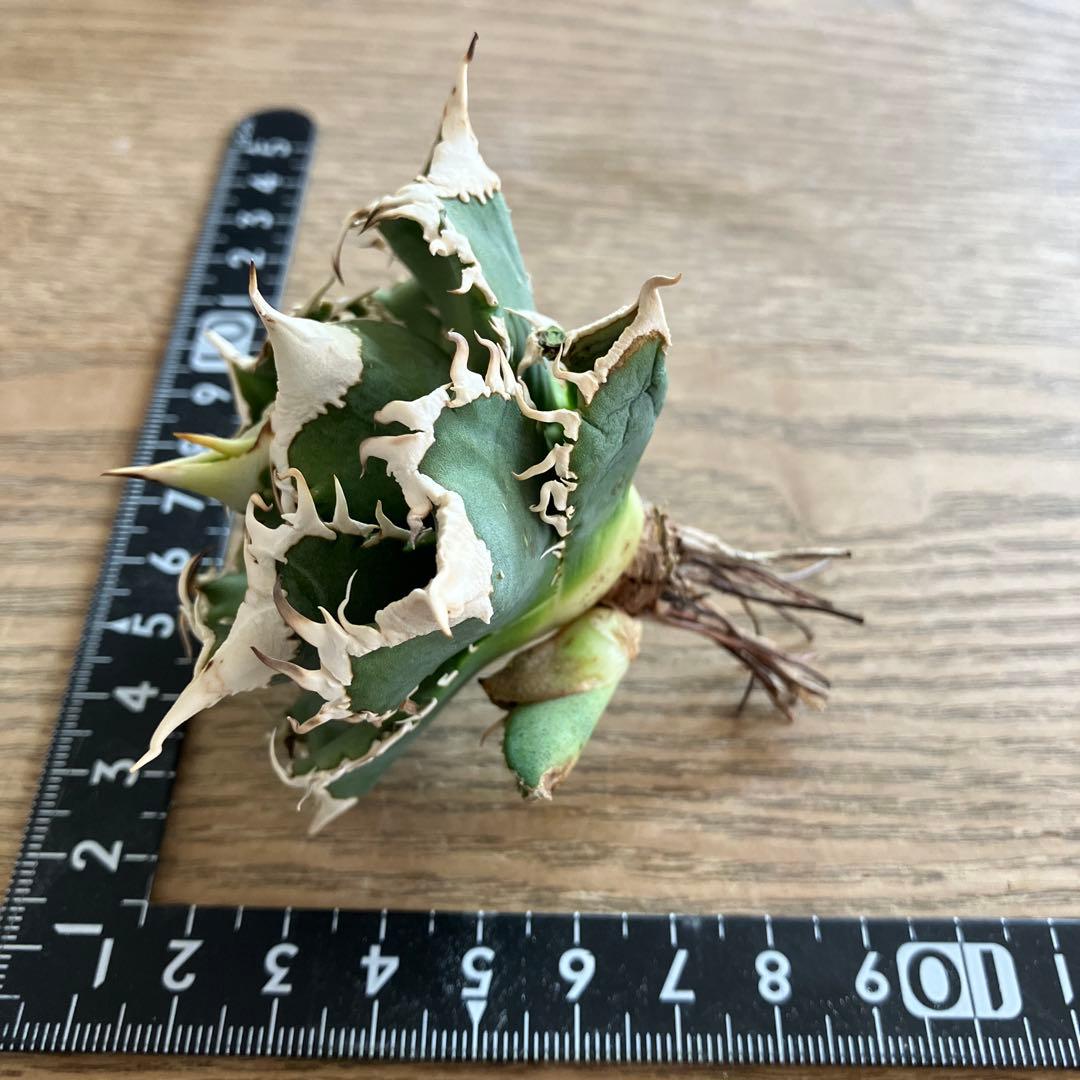 【初売り】76 超選抜　太棘　子株付　バンド幅大　アガベ　白豪刺TC ⑨【速達】