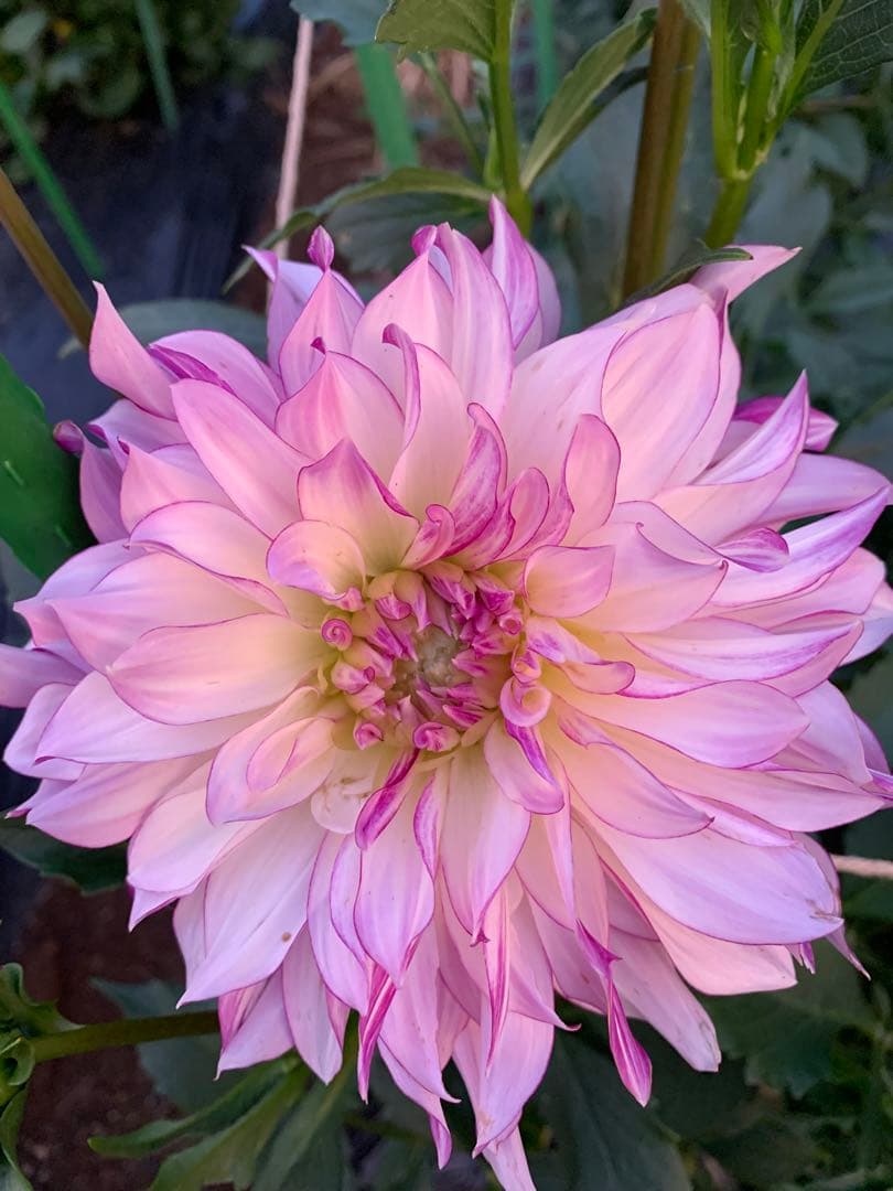 にんさま専売　特選ダリアナマハゲ30種