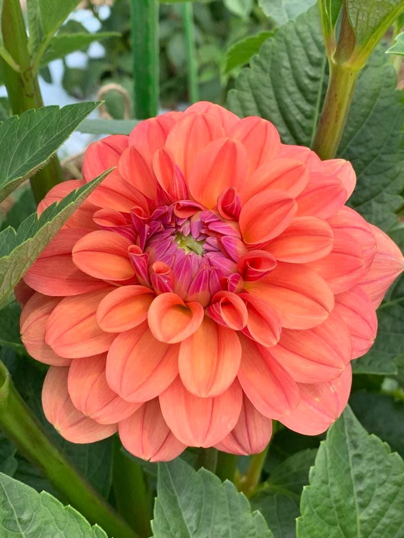 にんさま専売　特選ダリアナマハゲ30種