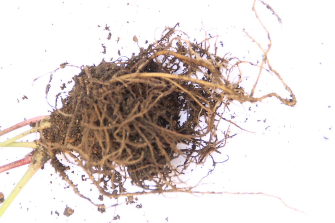 くり様ご確認用　クリスマスローズ未開花株（株分け　小さめ）