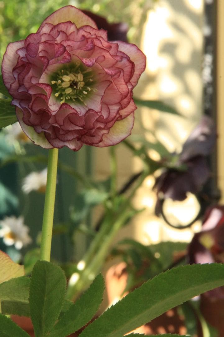 くり様ご確認用　クリスマスローズ未開花株（株分け　小さめ）