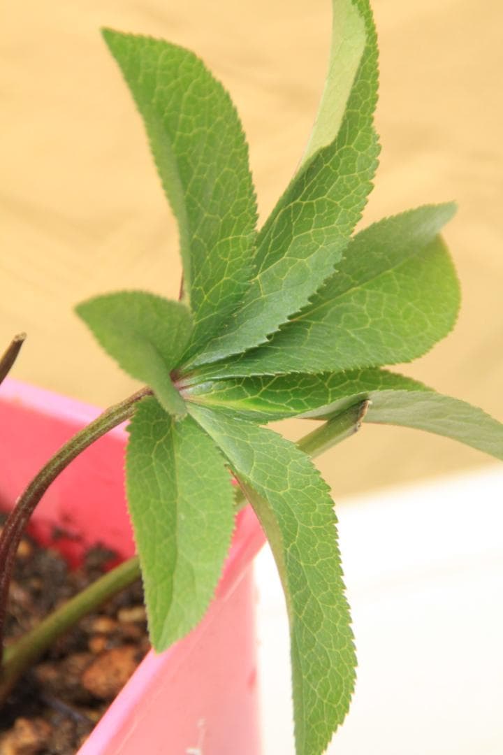 くり様ご確認用　クリスマスローズ未開花株（株分け　小さめ）