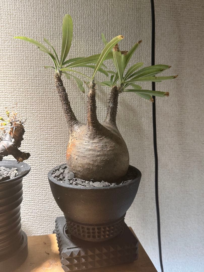 パキポディウムグラキリス　現地球　良型　鉢8labo