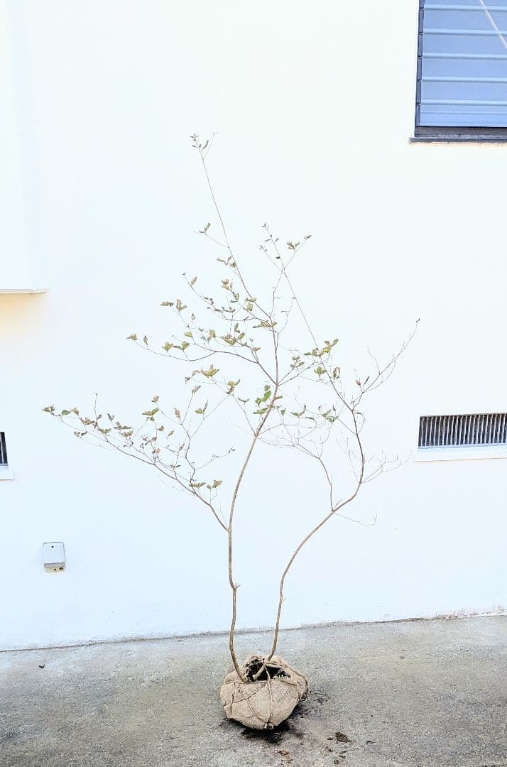 最終特価。山採りミツバツツジ。