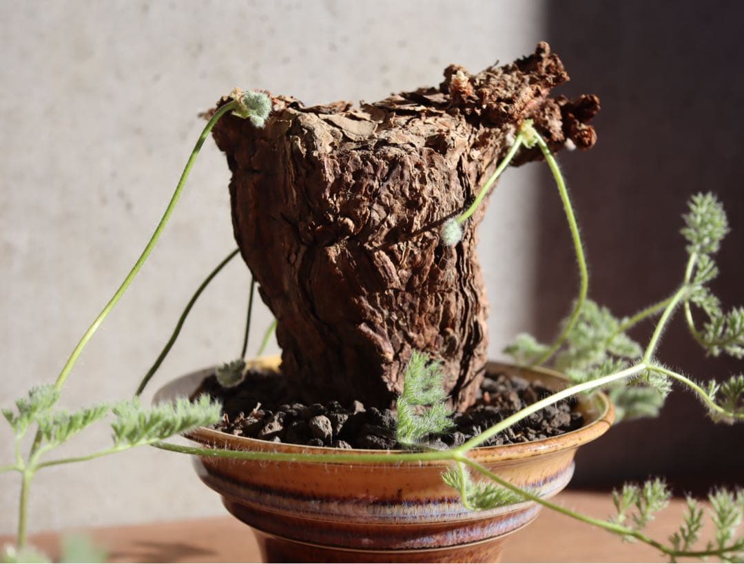 値下げ　現地株　発根済み　ペラルゴニウム　トリステ