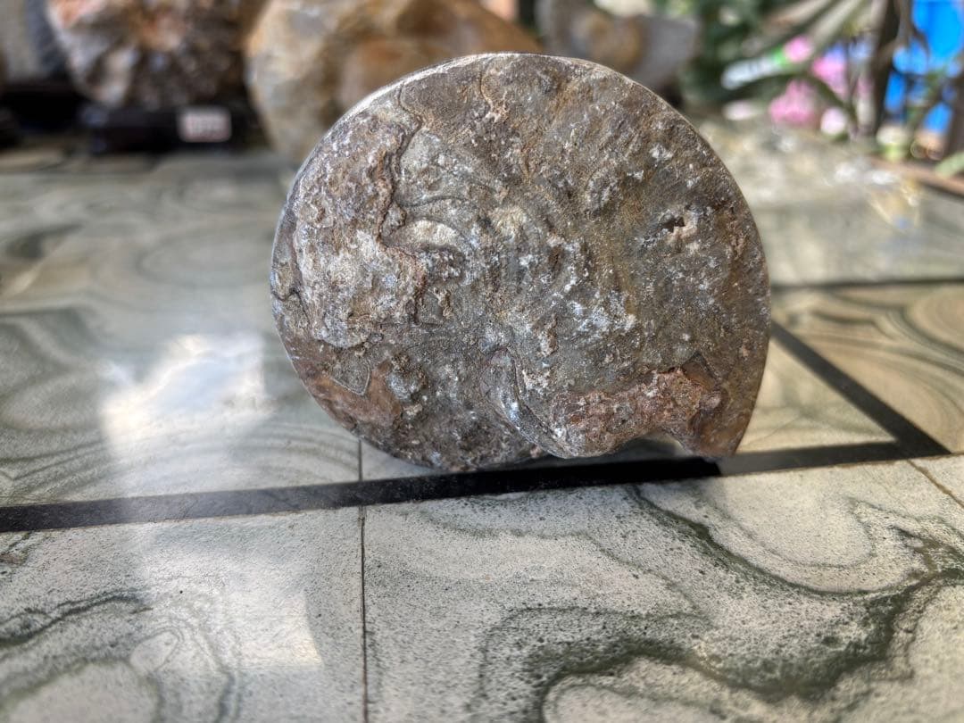 オーム貝　ゴニアタイト　アンモナイト　鉱石　化石　デヴォン紀中期　2