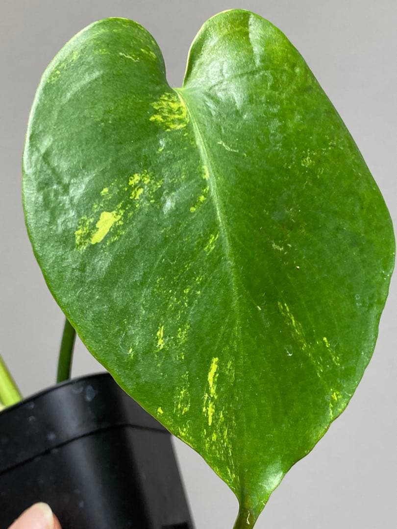 【これは本物です✨】モンステラ　イエローマリリン　黄斑　オーレア　希少　人気‼️