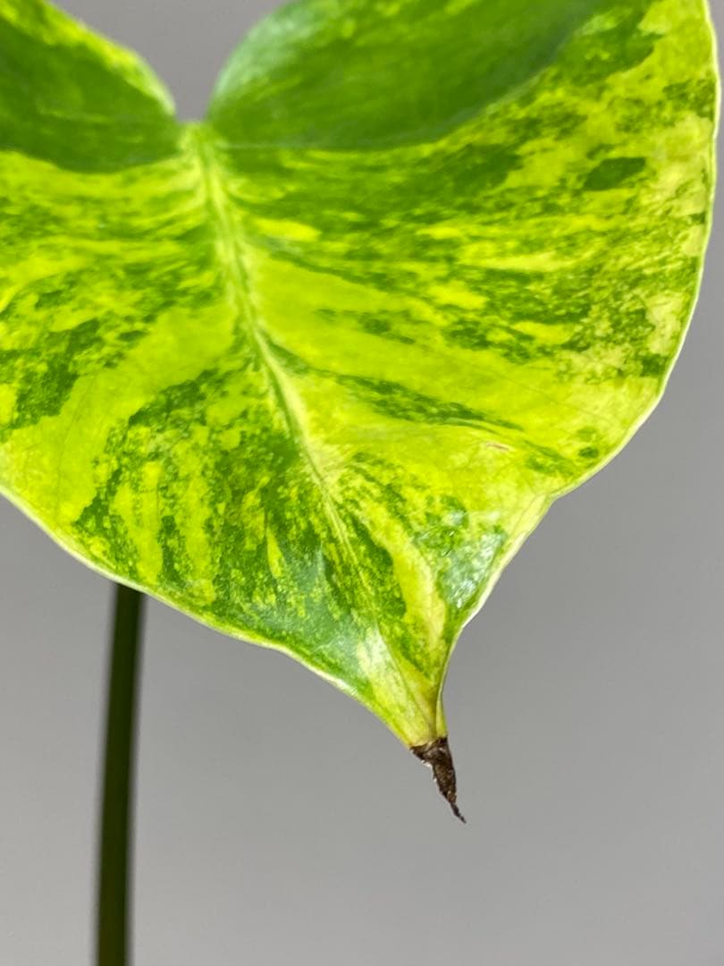 【これは本物です✨】モンステラ　イエローマリリン　黄斑　オーレア　希少　人気‼️