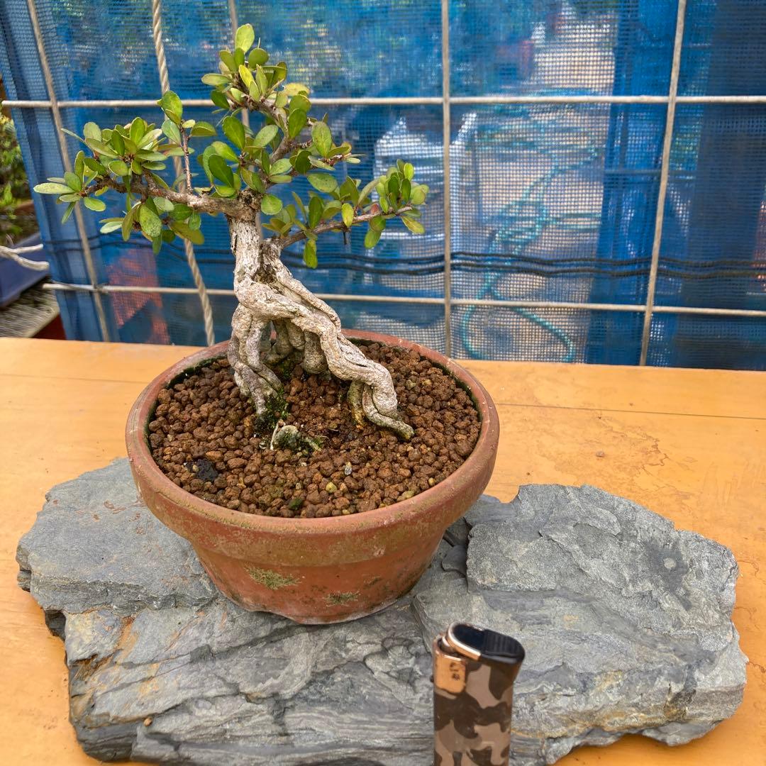 ハリツルマサキ