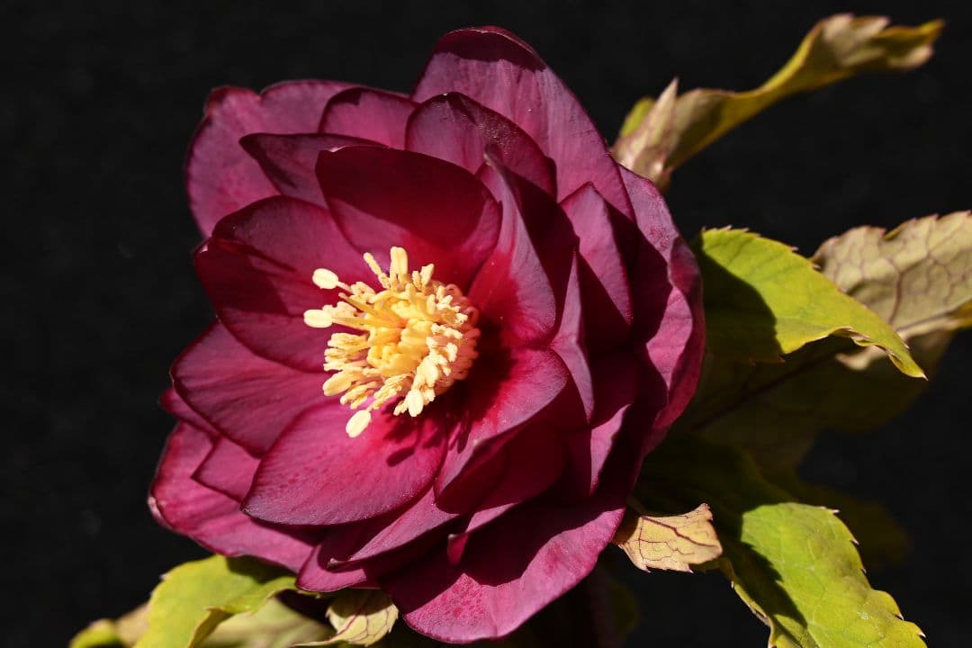 クリスマスローズ　認定ddレッドゴールドルビーフラッシュ　加藤農園