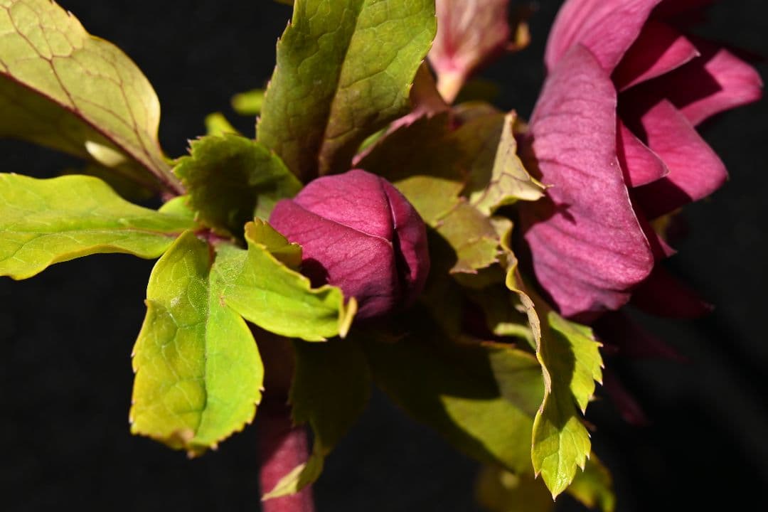 クリスマスローズ　認定ddレッドゴールドルビーフラッシュ　加藤農園