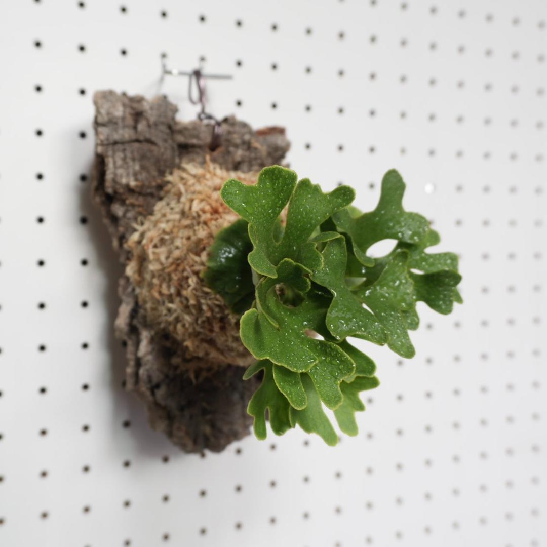 ビカクシダ リドレイ ドワーフ シルバー 小株　R-5