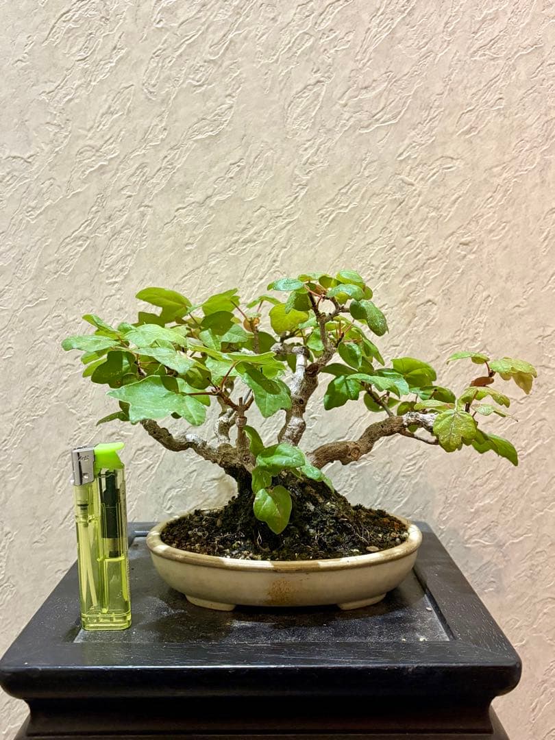 株立ち極太古樹　樹高15㎝　宮様カエデ　山房　鉢　小品盆栽　真柏　黒松　五葉松