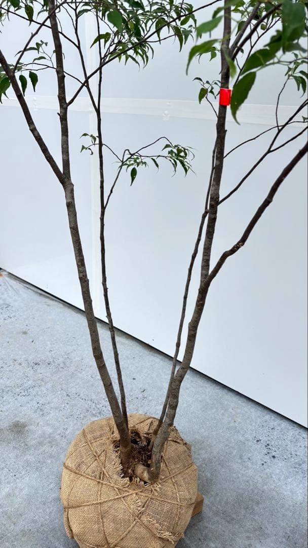 美しい樹形が魅力的 山採り ハイノキ 株立 693 樹高1.8m位 高級樹