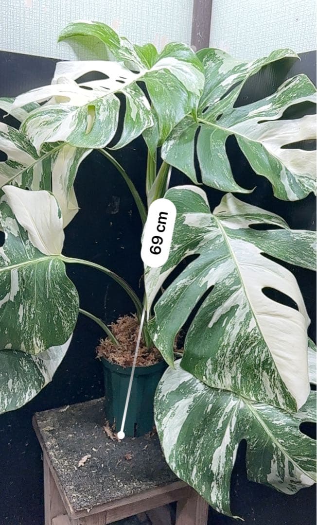み*え様 斑入りモンステラ ホワイトタイガー極美大株69cm白斑多