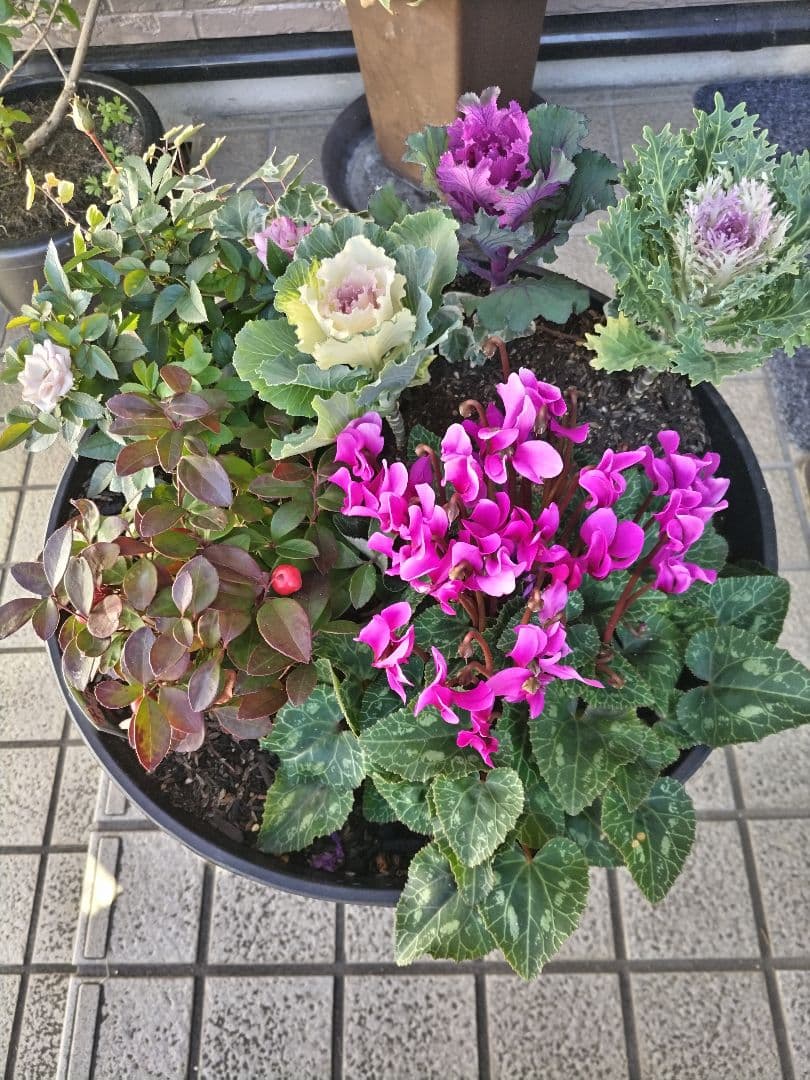 バイカオウレン　ご確認用