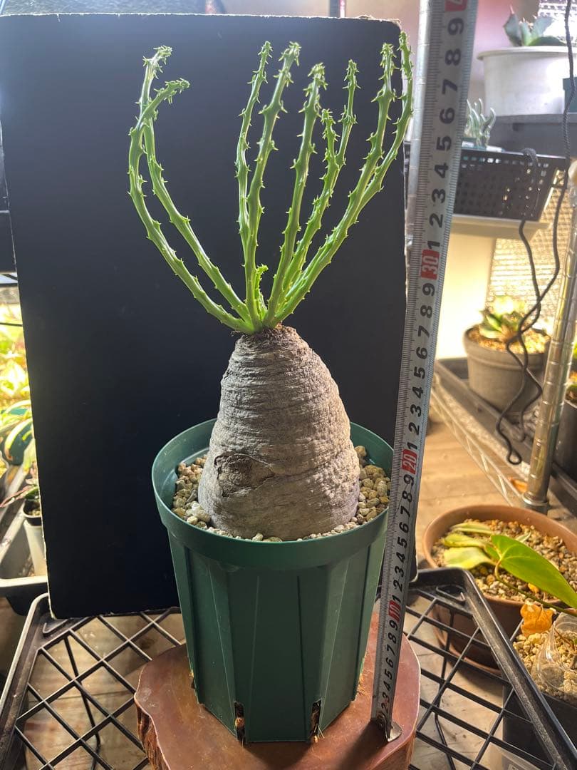 ユーフォルビア　デシドゥア