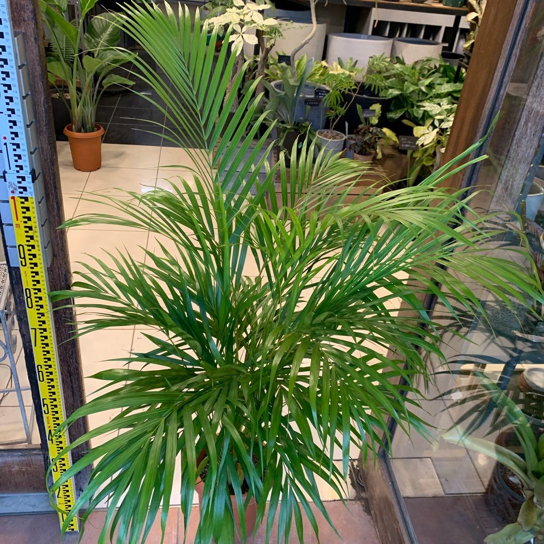 アレカヤシ 8号