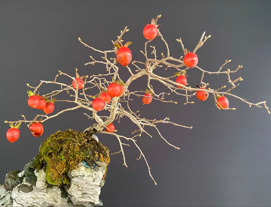 白木盆栽園　老爺柿　高さ45センチ　ロウヤガキトキワガキ常盤柿観葉植物 盆栽