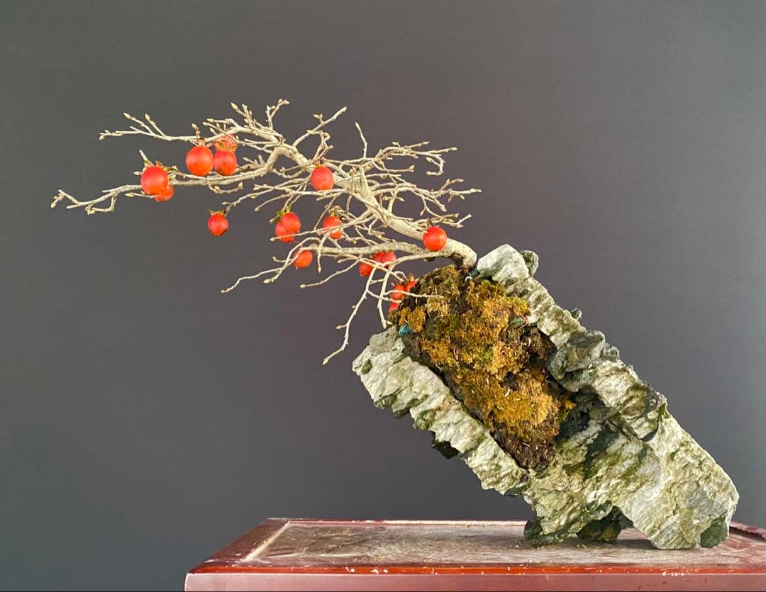 白木盆栽園　老爺柿　高さ45センチ　ロウヤガキトキワガキ常盤柿観葉植物 盆栽