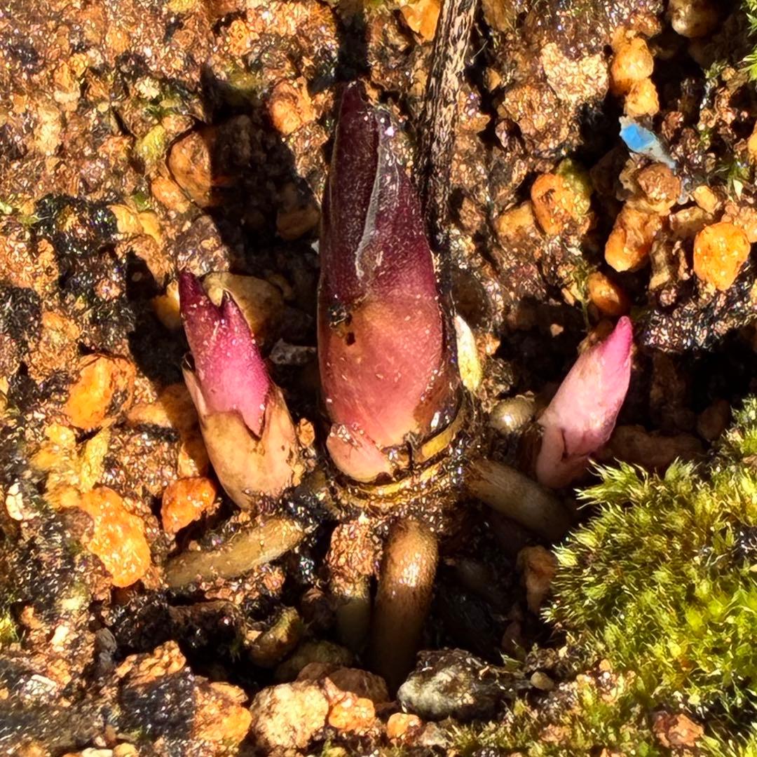 も*も様 ⭐️超希少⭐️極上⭐️3349⭐️ヨシノ⭐️横山園芸⭐️