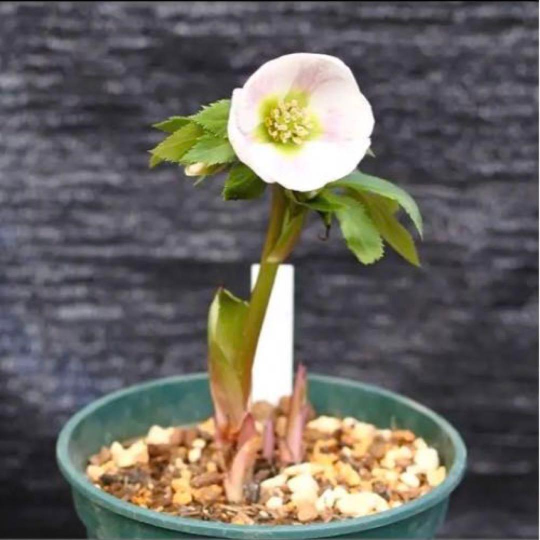 も*も様 ⭐️超希少⭐️極上⭐️3349⭐️ヨシノ⭐️横山園芸⭐️