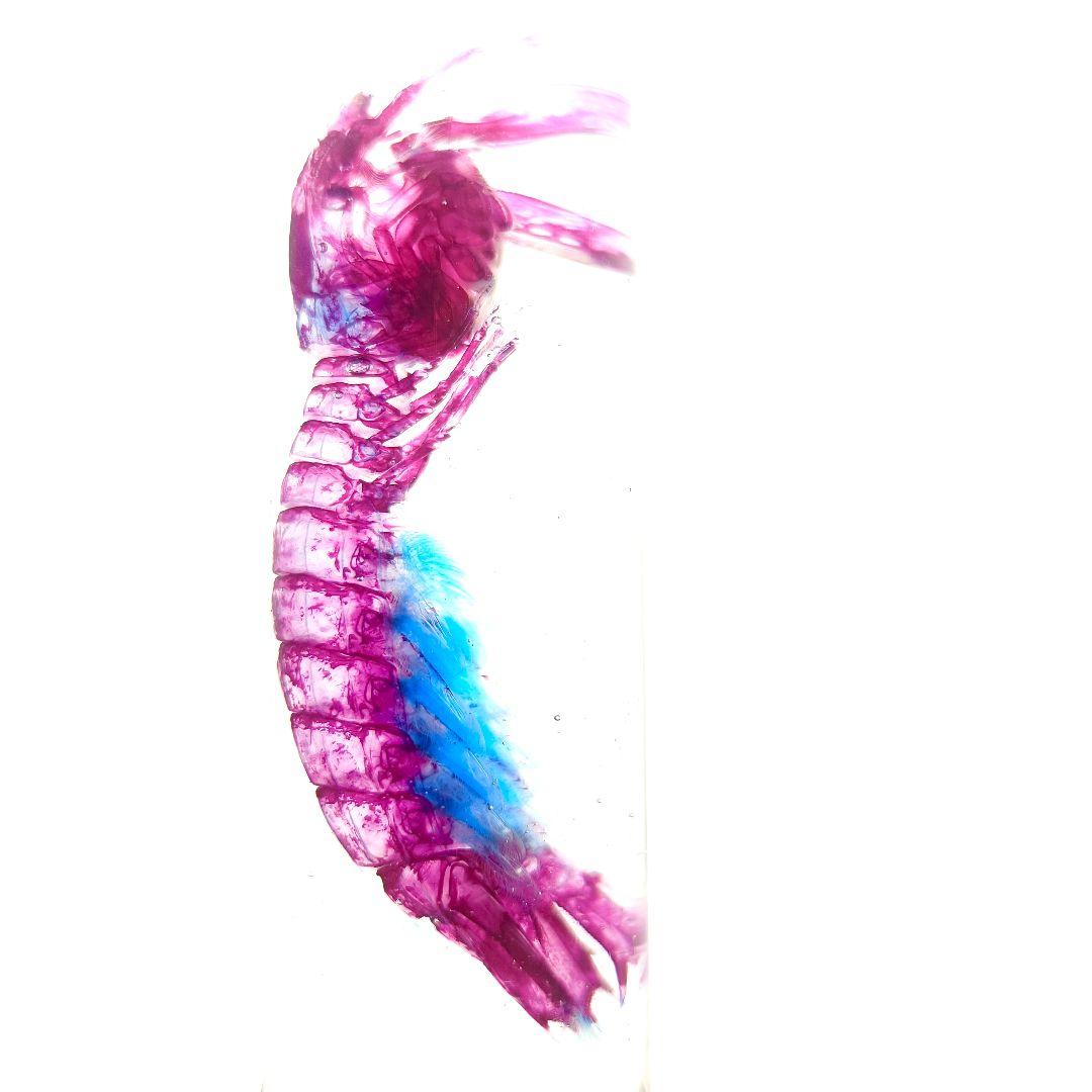 美品【1点物】透明骨格標本 シャコ 7-8cm 30ml