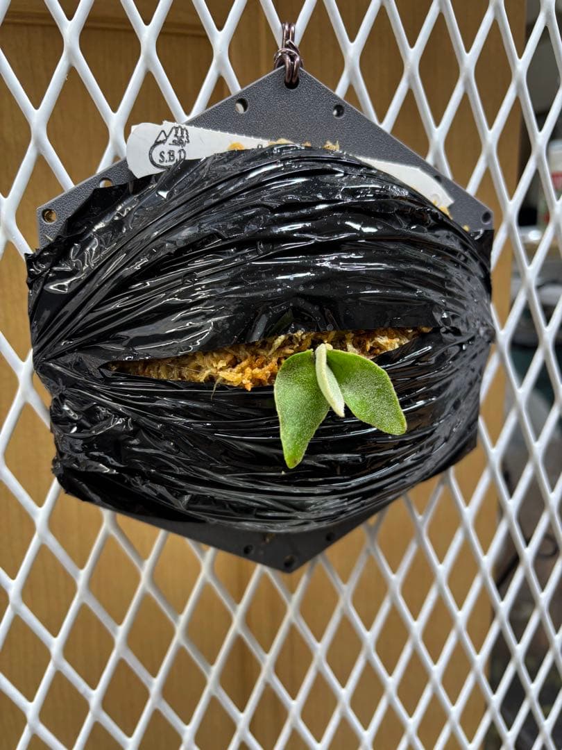 P.Willinckii ''Mew'' sporeling ドワーフ確定