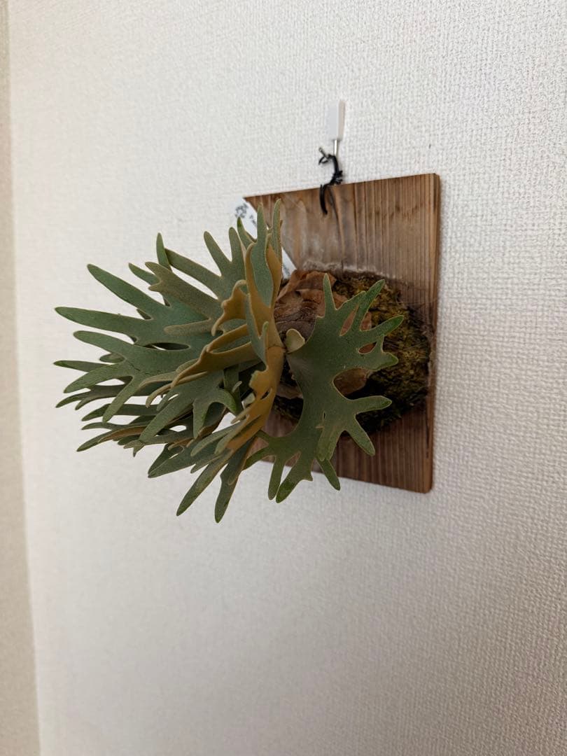 ビカクシダ P.willinckii 'Jewel' spore