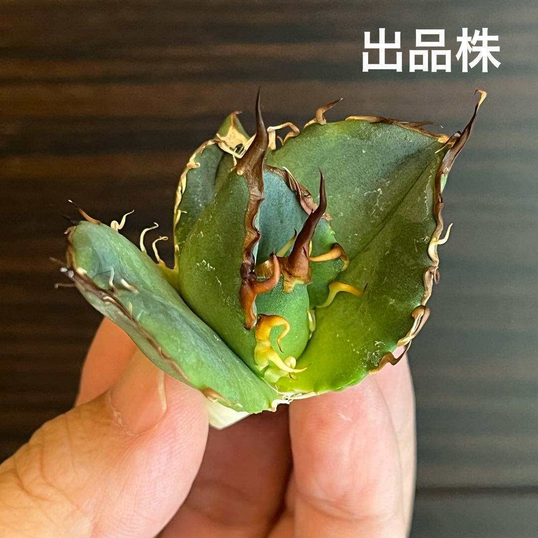 アガベ オアハカ現地株 子株 超陽炎