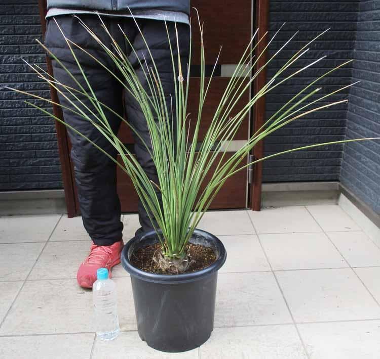 【現品】ダシリリオン・ロンギシマム　9号　E8番