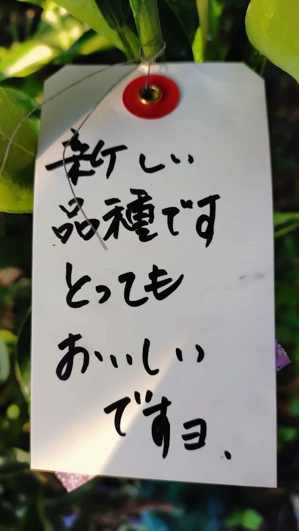 大人気企画！「津の輝３年生」＆（バリエーション変更可）セット