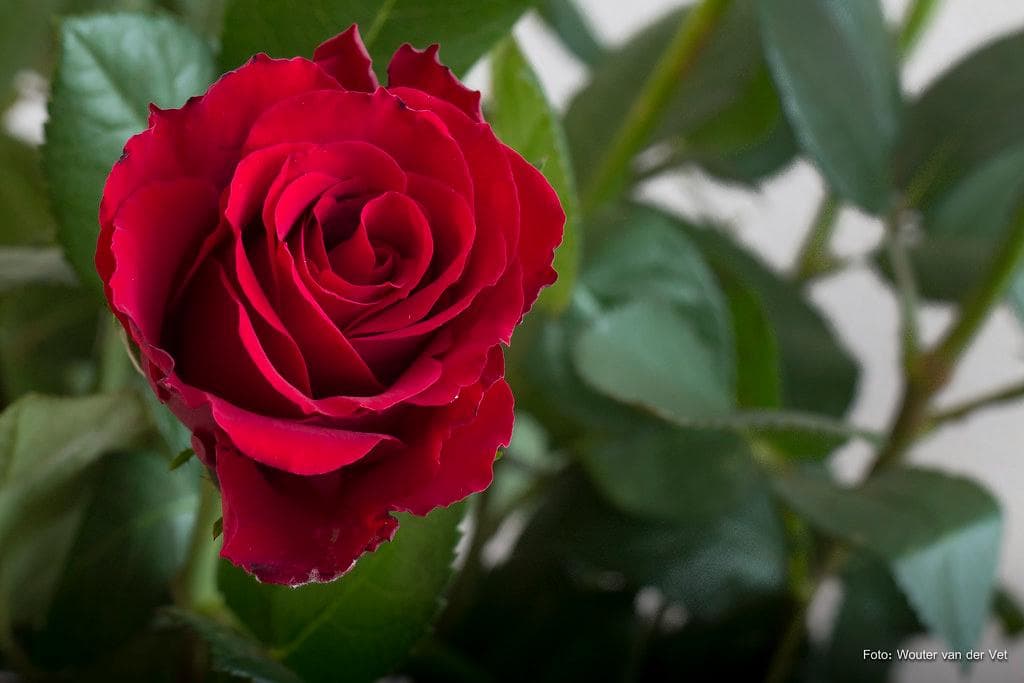 【希少】【旧東ドイツ製レンズ】50㎜ F1.8＋PRAKTICAR BC1 本体